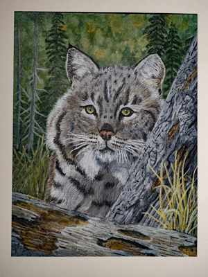 bobcat